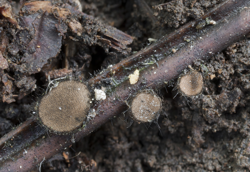 Desmazierella acicola